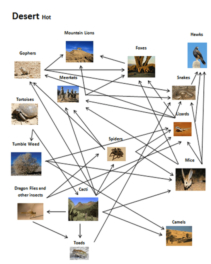 Winter Michelle Yuri Food Web